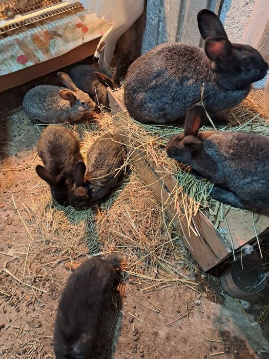 Крольчата продаются.