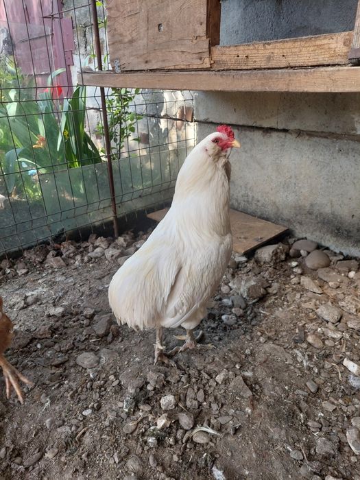 De vanzare cocos rasa araucana alb cu auriu