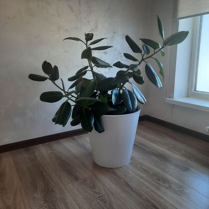 Продам фикус в отличном состоянии