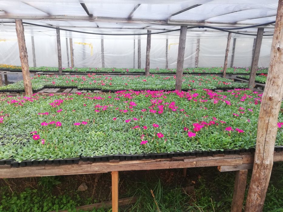 Продам петунию оптом