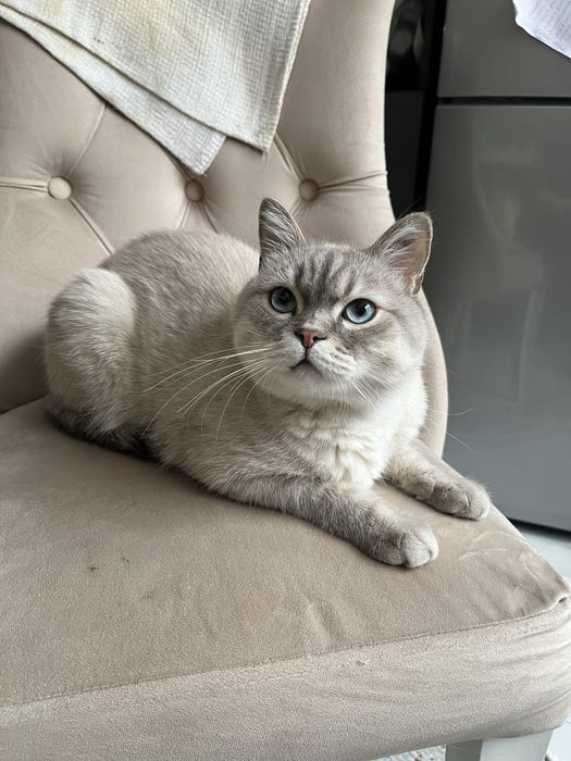 Кот в добрые руки!