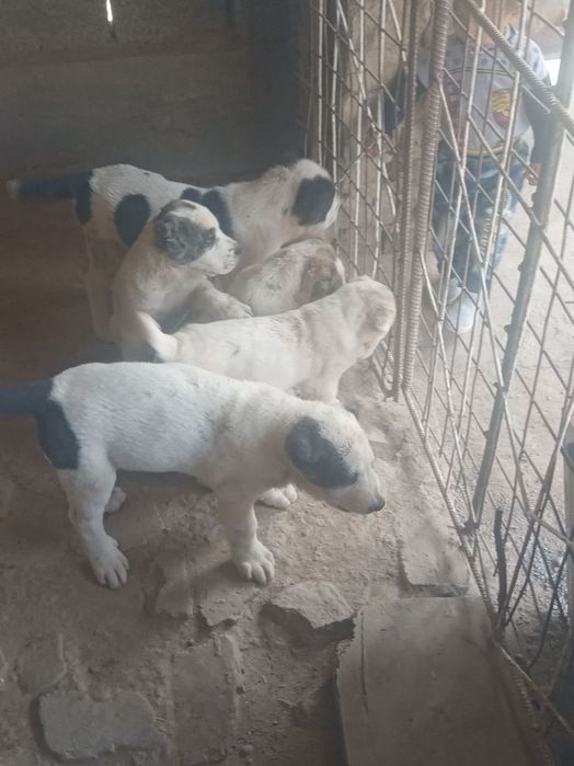 Alabay kuchuk sotiladi 300