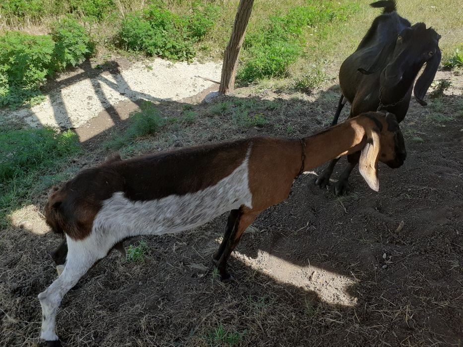 Capre anglonubian de vânzare