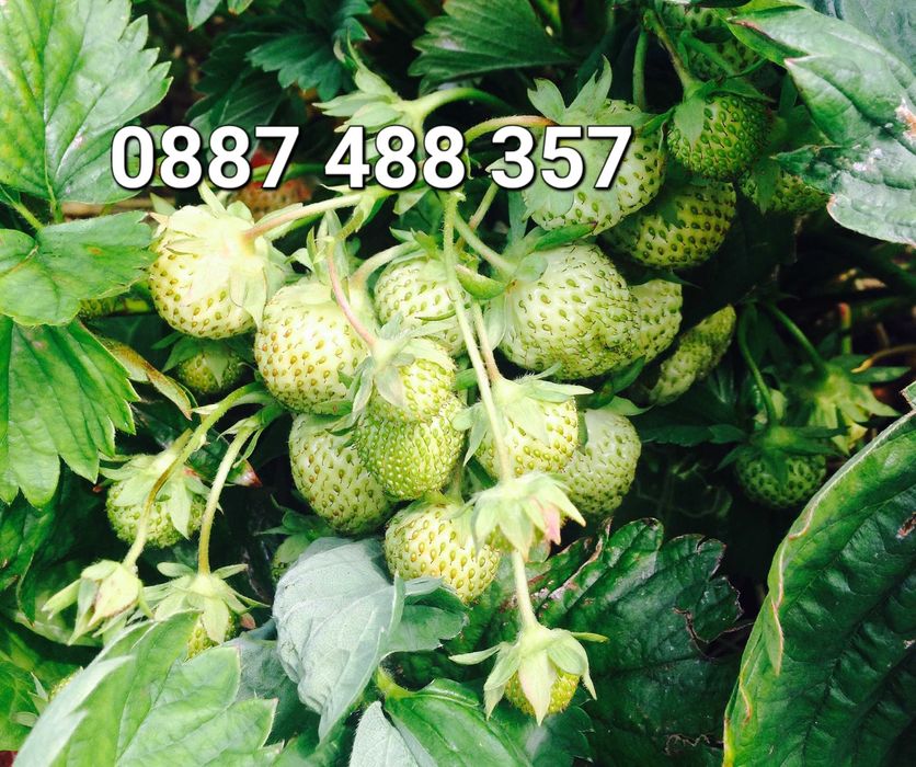 Продавам качествен разсад ягоди