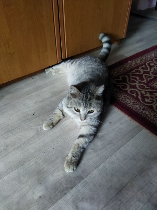 Отдам в хорошие руки