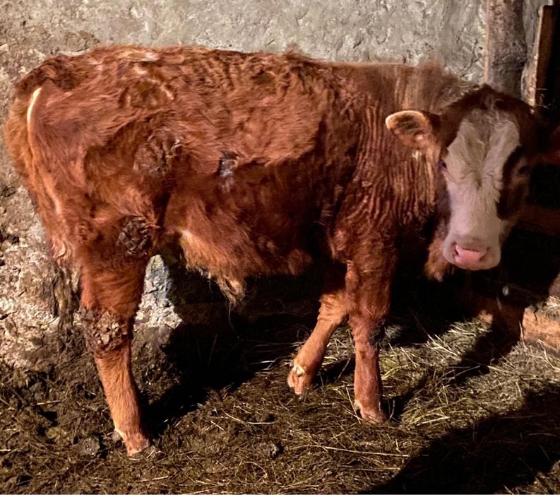 Продается бычок и телка