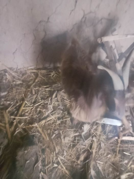 Vând 2 capre tinere