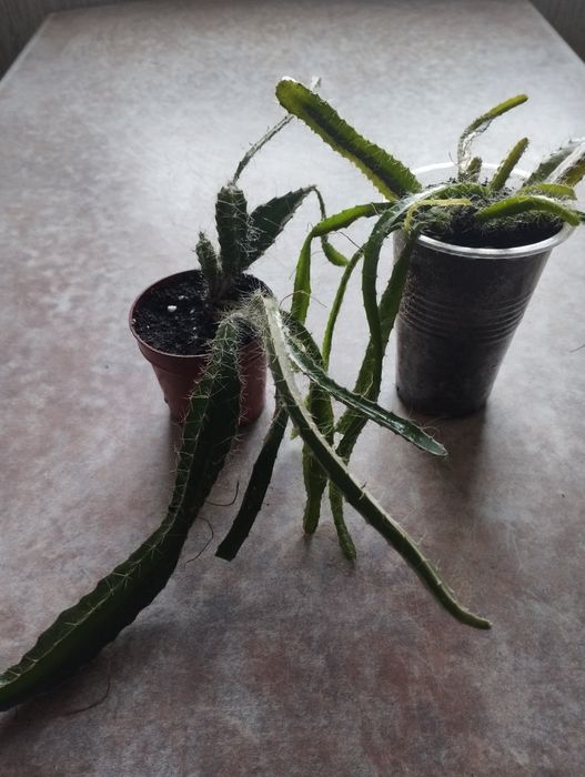 Продаю комнатные цветы 1500