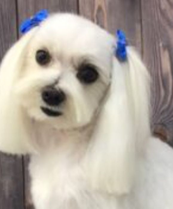 Frizerie canină ayșa