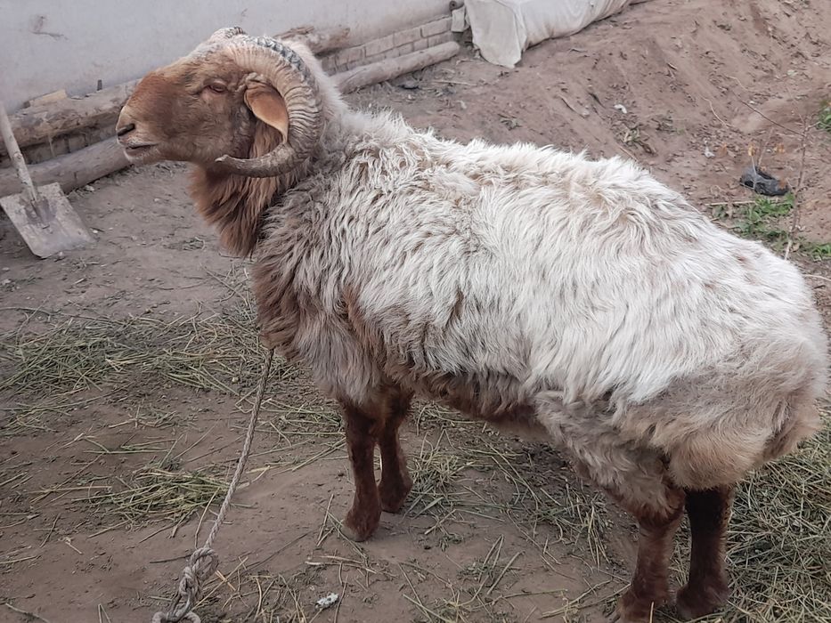 Qochqor sotiladi  yanvarda 3 yow boladi