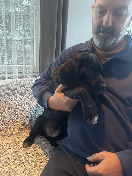 Кане Корсо 7.11.2025г. Момиче!