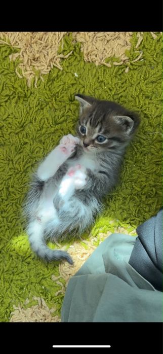Котенок в подарок и мама