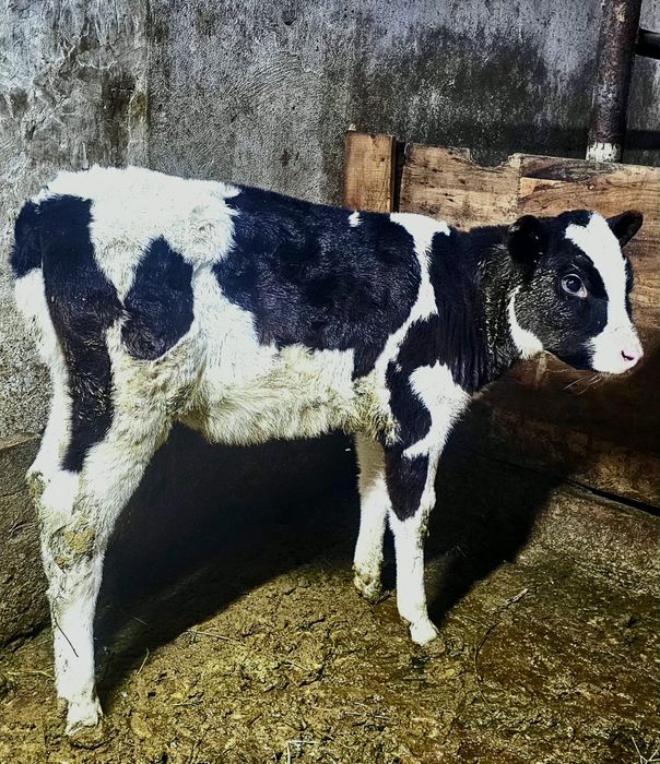 Продам тёлочку. Читайте описание до конца.