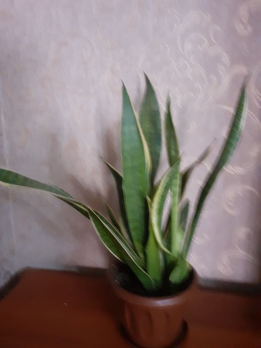 Продаю цветок сансевера