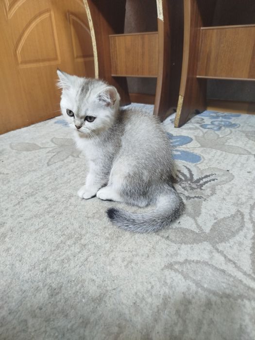 Серебристые шиншиллы котята