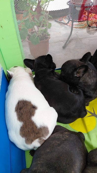 Френски булдог-булдочета