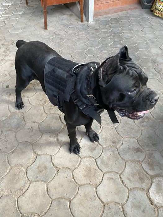 Вязка Кане Корсо кобель