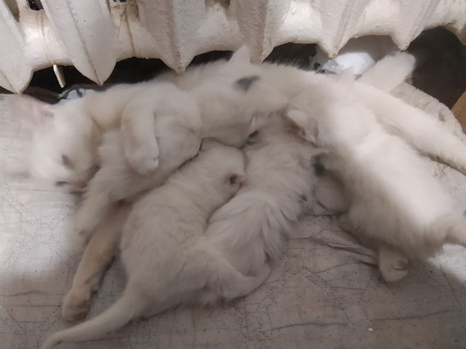 Кызылорда каласы