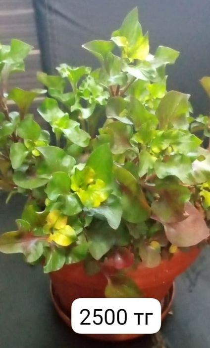 Продам! Комнатные цветочки.