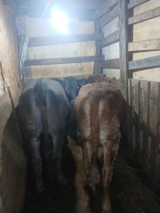 Тёлочки продам 2 Тёлочки жирные