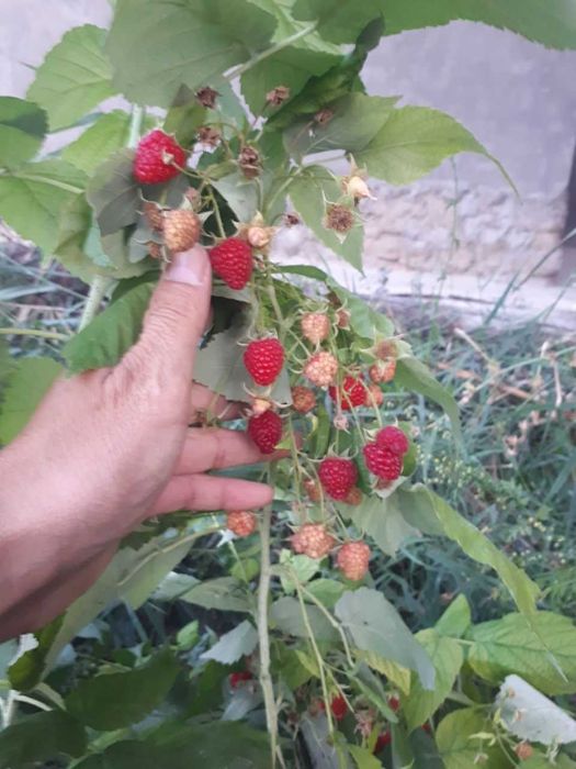 Малина Делнива, Маравилла, Энросадира, Полка, Полана