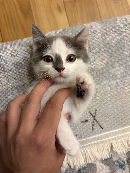 Отдам котят в хорошие руки