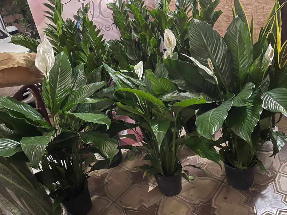 Гулдер ЦВЕТЫ оптом И В РОЗНИЦУ