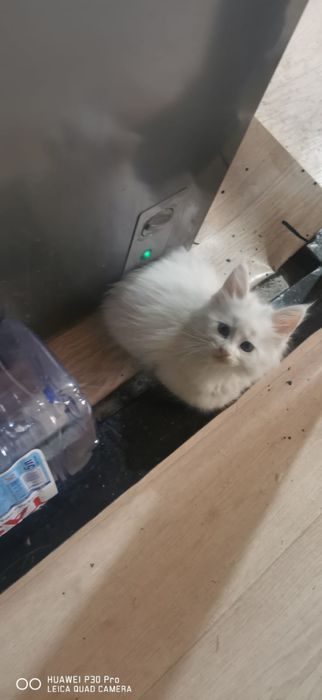 Мейн кун белые котята