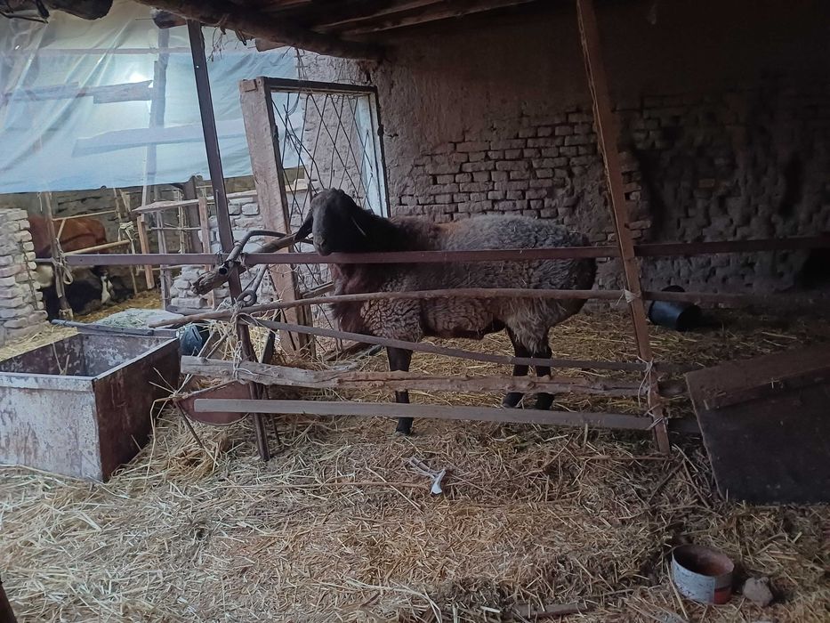 Qo'zi  sotiladi  12 oylik