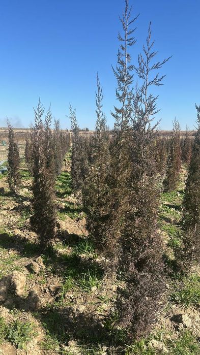 Саженцы кошет оптом