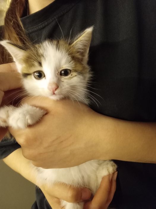 Котята очень активные