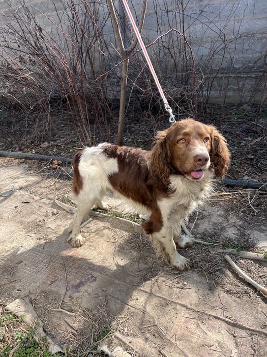 Руский охотничий спаниель