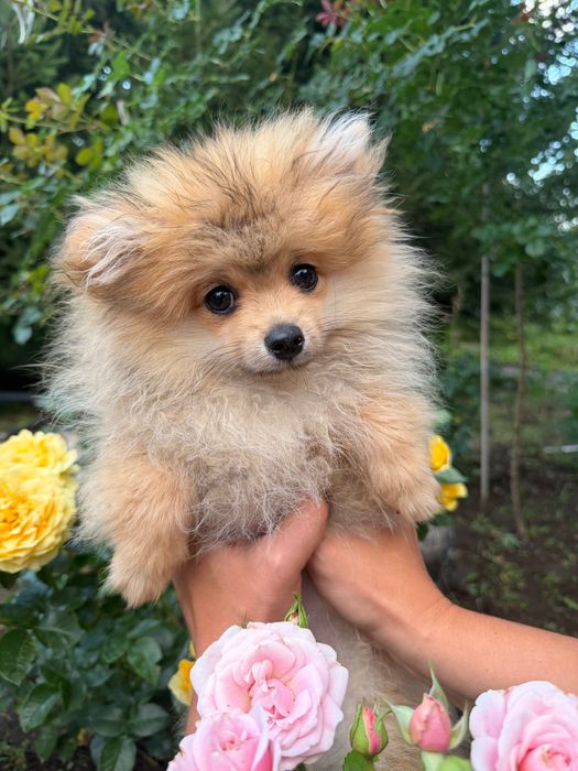 Продам щенков шпица