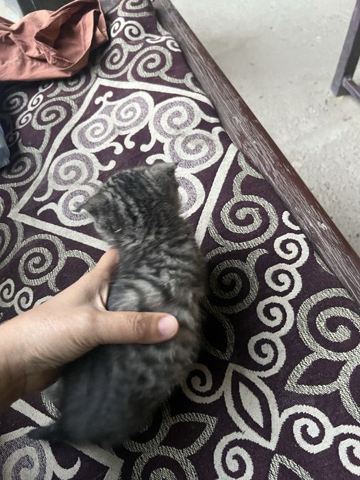 Котята домашние.
