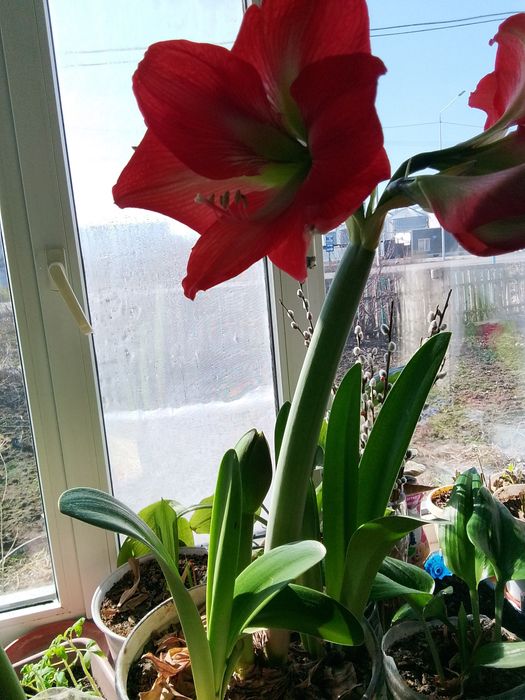 Гиппеаструм продам