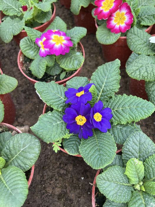 Примула primula mavsumiy gullar