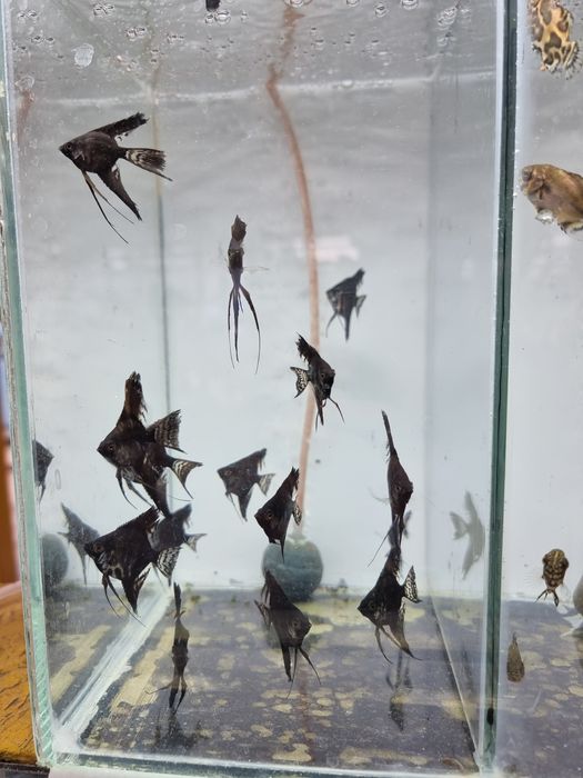 Скалярия черный бархат вуаль