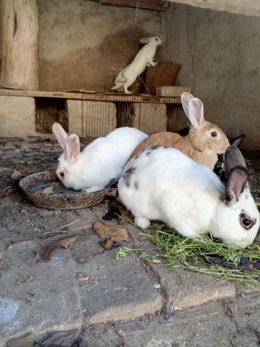 Кролики quyonlar