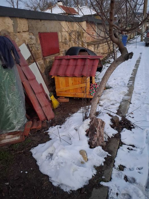 Кучешка колиба дърво Бор