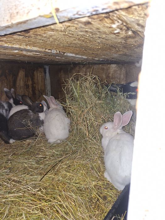 Disponibili iepurași hycole francez