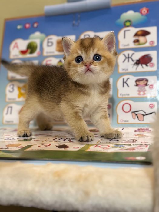 Срочно продаются котята Шиншила