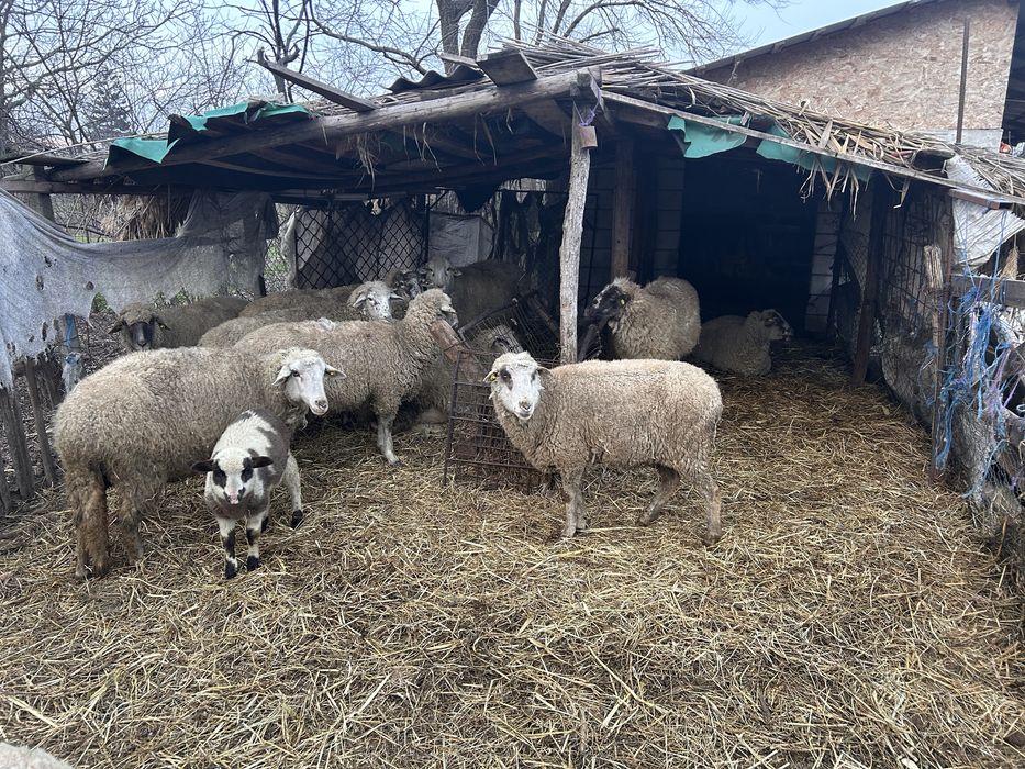De vanzare 10 oi gestante