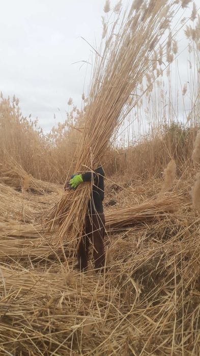 Сабан камыс сатылады уйдин тобесине