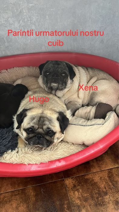 Donez fetita mops/pug