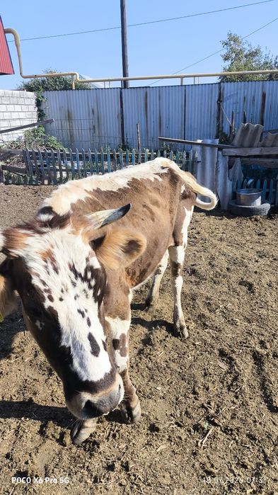 Срочно продам дойную корову