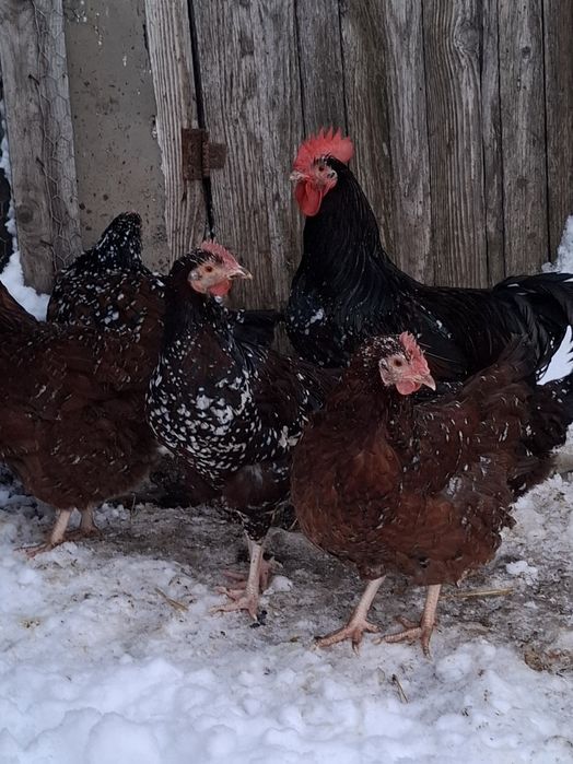 Pui si ouă  Jersey Giant,, Sussex HD si Porțelan ,Playmount.,Italiana