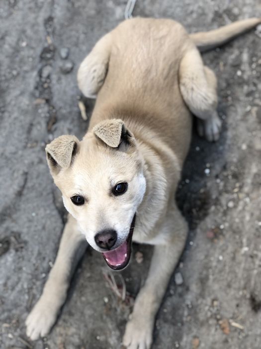 Ищем Лаки добрых хозяев