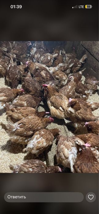 Продам курей несушек