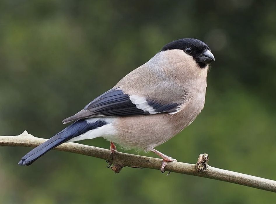 Продам певчих снегирей