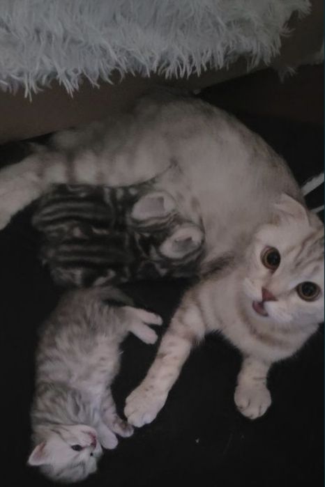 Шотландские котята бронь